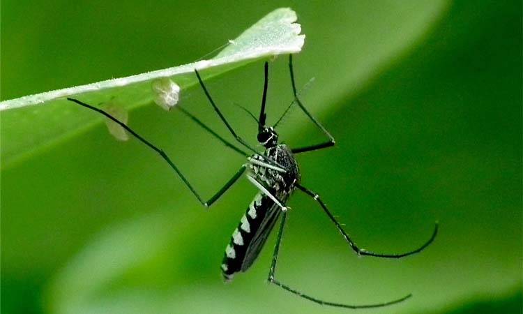 CS orders strict action over violation of dengue SOPs  