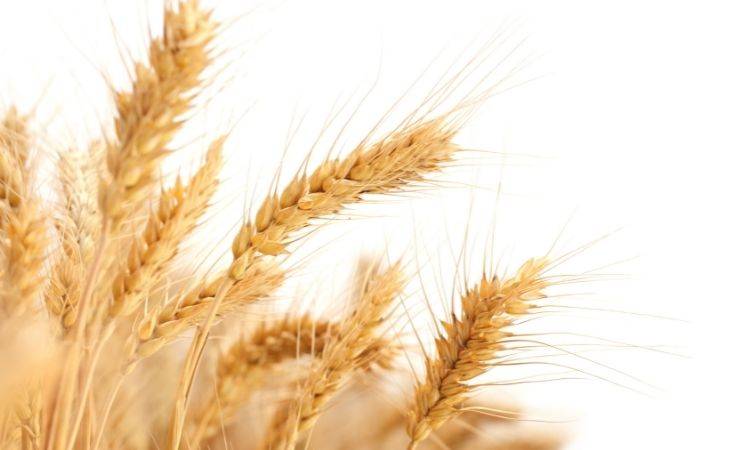 Federal government orders to acquire wheat to fulfil requirement of KP