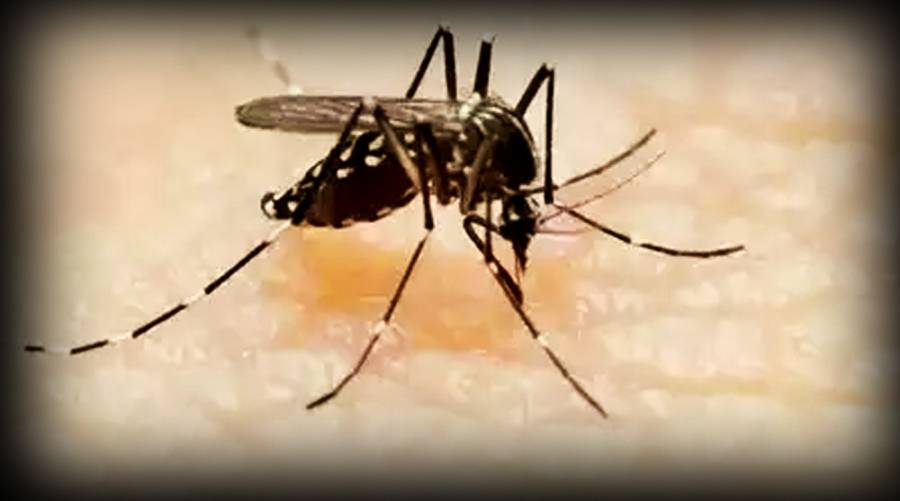 Punjab reports 70 fresh dengue cases