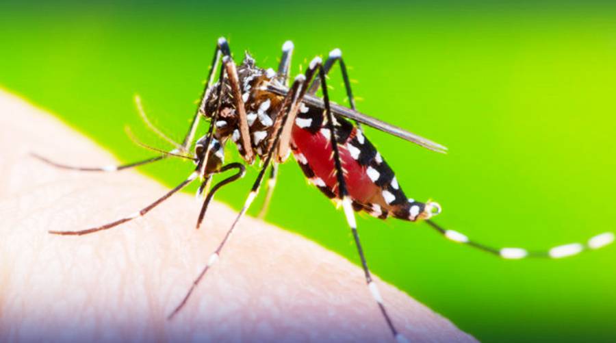 Dengue cases surge to 1,724 in Punjab