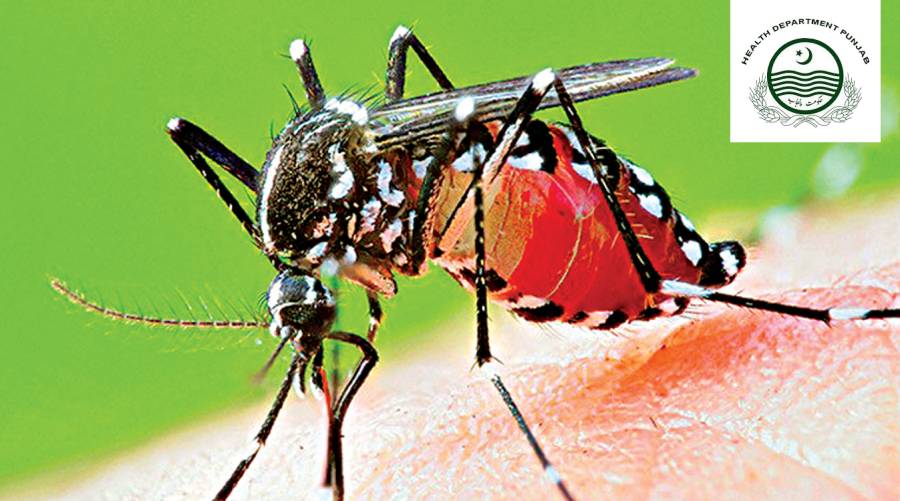 160 new dengue cases detected in Punjab 