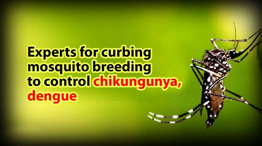 Experts for curbing mosquito breeding to control chikungunya, dengue