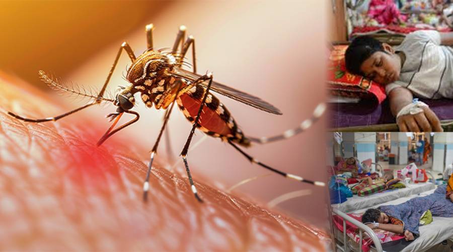 Punjab reports 172 new dengue cases