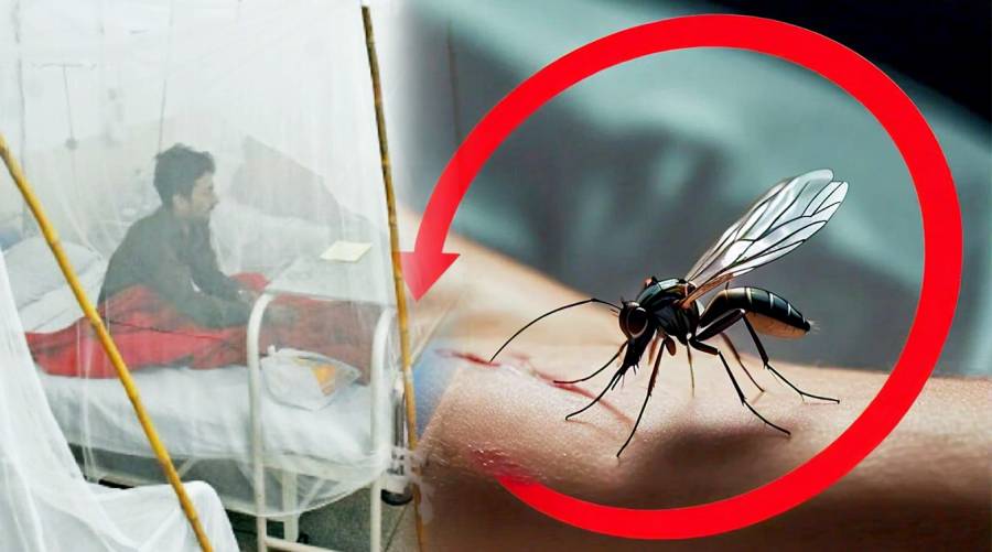 Rawalpindi reports 115 new dengue cases in 24 hours