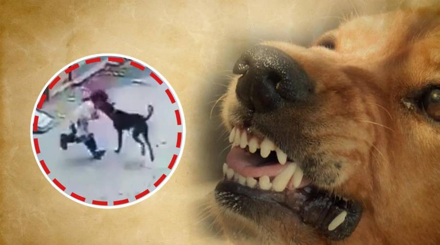 Six children injured in Rawalpindi dog bite incidents