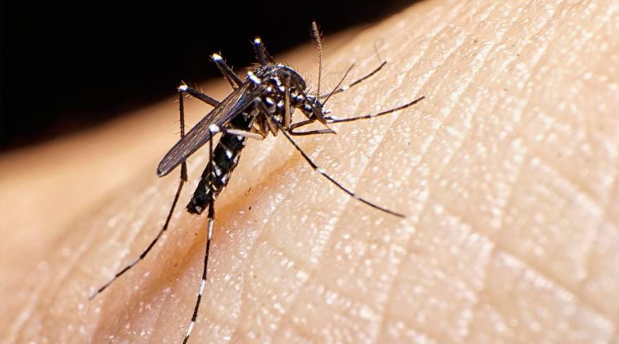 131 new dengue cases reported in Rawalpindi