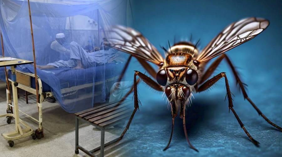 Dengue cases surge, 241 patients treated in local hospitals