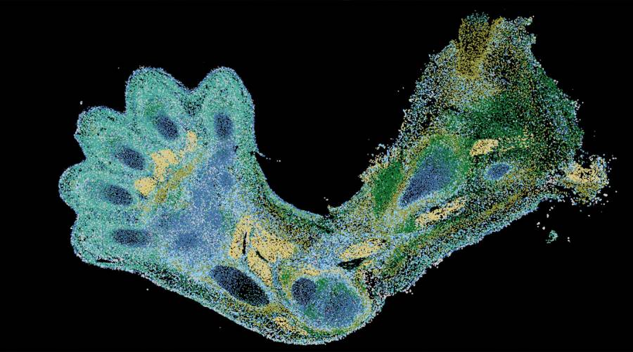 First blueprint of human skeletal development unveiled