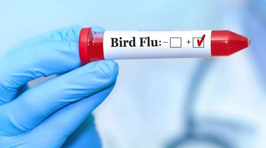 WHO urges enhanced Bird Flu surveillance amid rising global cases