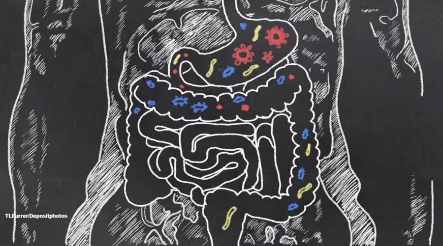 Illustration of gut microbiome showing diverse bacteria and viruses, representing longevity research.