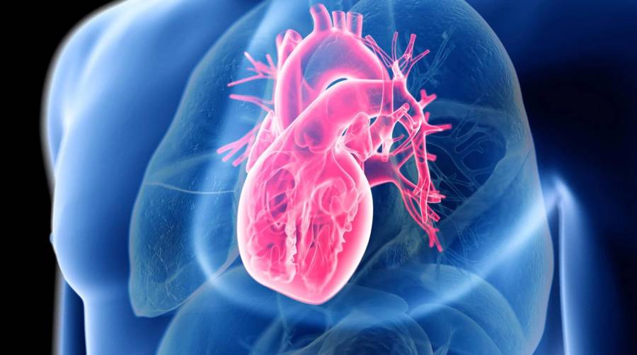 An illustration of X-Ray image of human heart and chest area