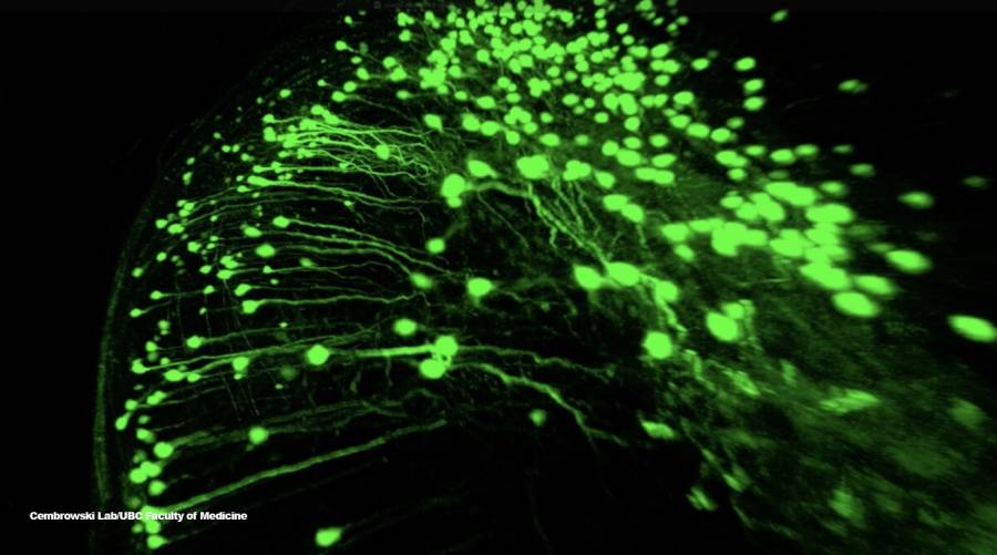 Newly discovered ovoid cells in the hippocampus, responsible for object recognition memory and potential treatments for Alzheimer’s and epilepsy