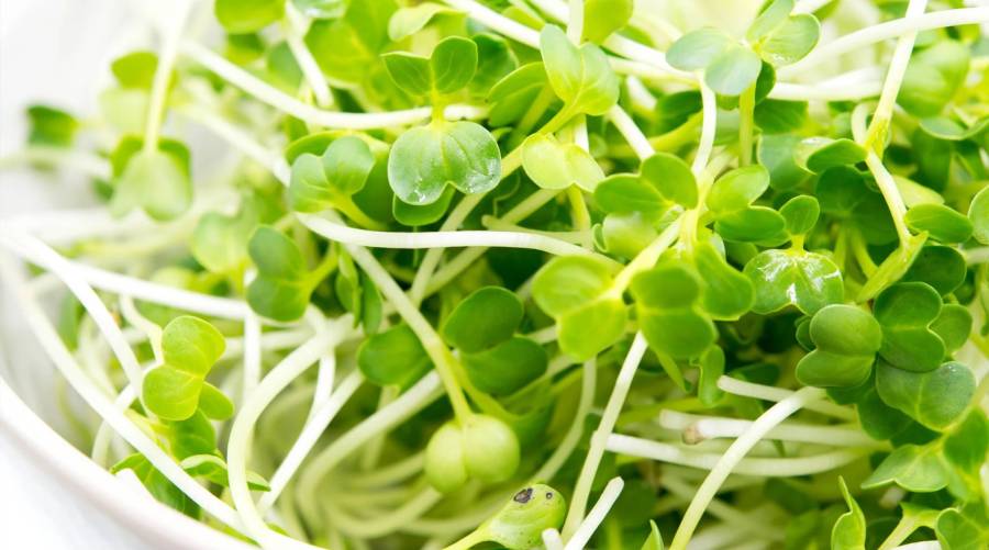 Broccoli sprouts rich in sulforaphane, a compound linked to blood sugar control in prediabetes.